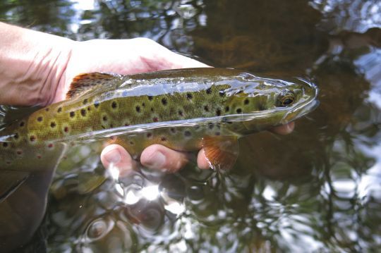 Les lancers roulés et revers permettent en plus du lancer de pouvoir pêcher dans toutes les situations, d'être un pêcheur complet et de prendre de belles truites