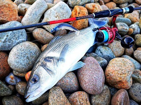 Un bar pris sur une plage de galet en animation linéaire pour couvrir rapidement la zone.