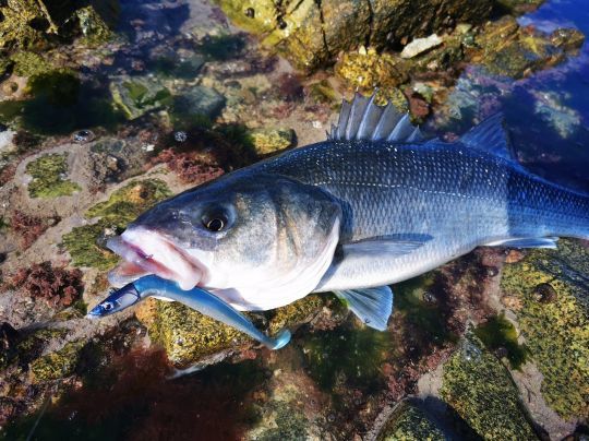 Le Crazy Paddle Tail de FIIISH permet de gratter le fond, là où les prédateurs viennent se nourrir