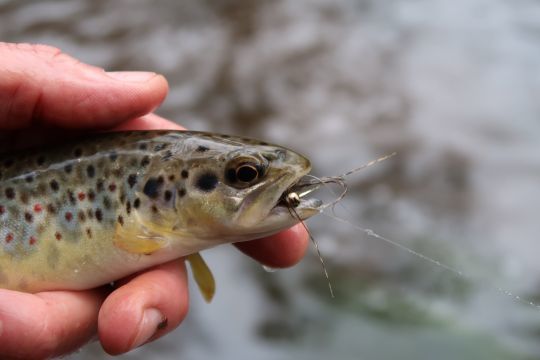 Petites et grandes se nourrissent de poissons, la preuve en est avec cette fario bretonne