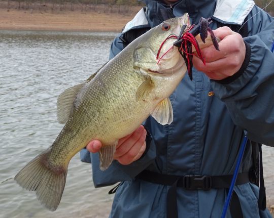 Yeux rouges du black-bass, des raisons simples