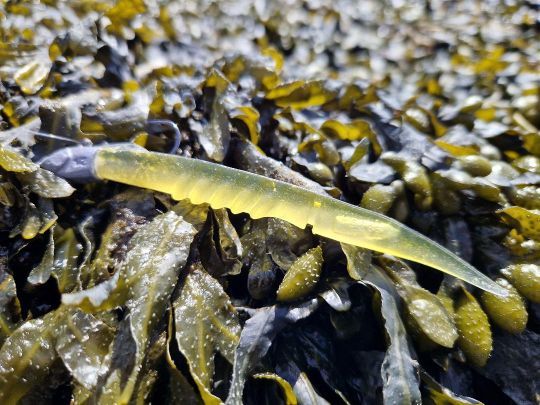 Le X layer, un incontournable pour la pêche du bar depuis de longues années !