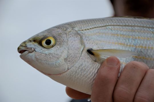 De jolis poissons à pêcher au coup