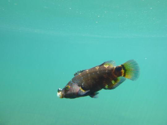 Pêche du crénilabre méditerranéen