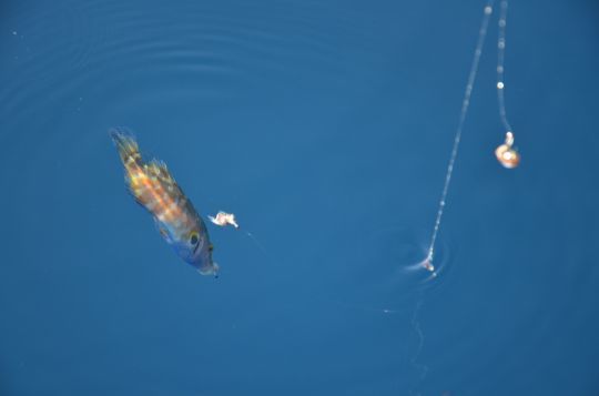 Un crénilabre méditerranéen pêché aux appâts