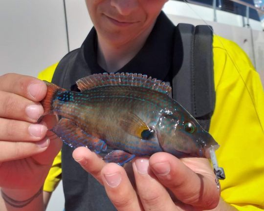 En rockfishing aussi