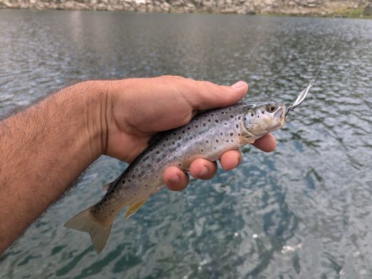 Une des nombreuses truites fario maillées que nou savons pu capturé, ici à la Illex Native Spoon