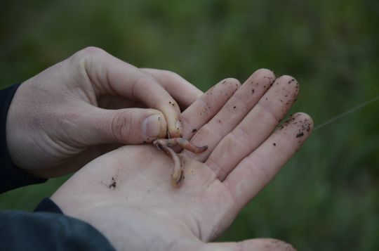 Un bon ver pour la pêche au toc