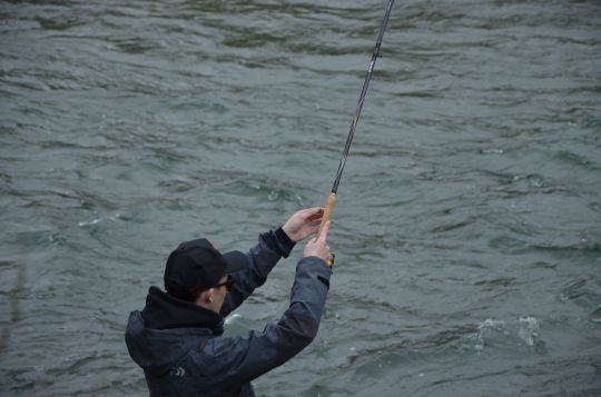 Pêche au toc au dendro