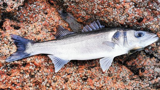Un joli bar pris en prospection sur une zone repérée à marée basse.