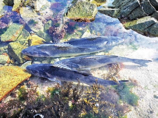 La persévérance finit par payer. Une jolie sortie avec plusieurs poissons enchaînés sur un même spot !