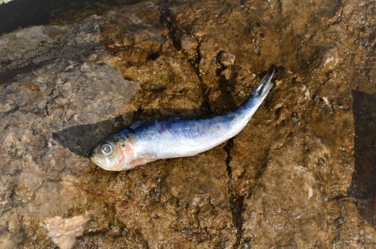 Les poissons gras, comme les sardines, peuvent être utilisés