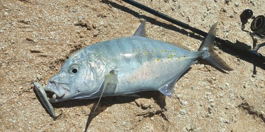 La première carangue prise sur le flat, dose d'adrénaline garantie avec l'attaque sur le stickbait à vue