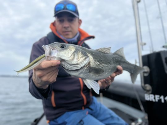Les sorties en baie ont déjà commencé cette année. De beaux poissons sont déjà bien présents.