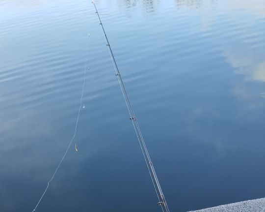 Pêcher à l'aide de gambe