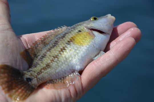 Différentes espèces de poissons peuvent être pêchées comme les labres