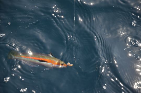 Une pêche à pratiquer du bord ou en bateau