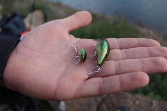 Les minicrankbait shallow runner sont efficace sur de nombreuses espèces