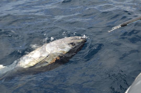 Un matériel adapté pour se mesurer aux gros poissons pélagiques