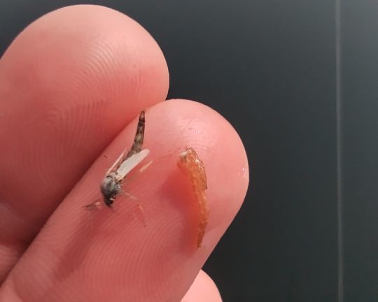 Chironome et son exuvie