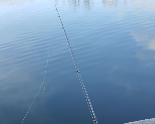 Gambe ou ligne pour pêcher les corégones