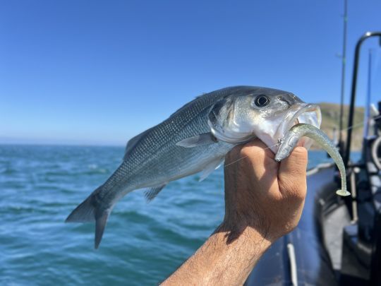 Un bar qui aura succombé à une animation rapide de ce Crazy Paddle Tail 150 coloris Ghost Minnow.