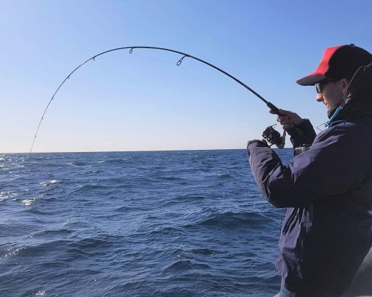 Les poissons pélagiques apprécient ce changement de température