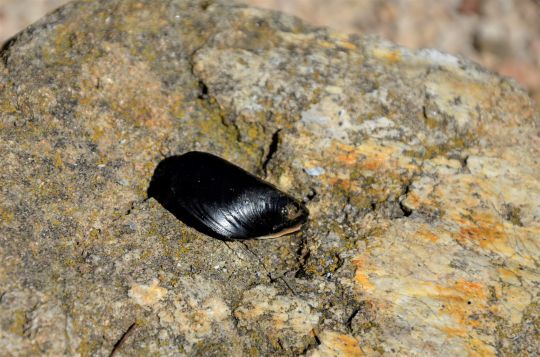 La moule, un appât efficace sur les sars