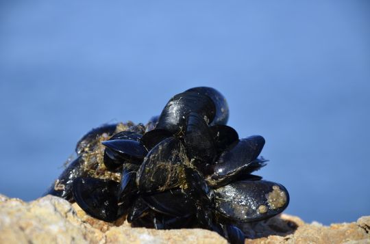 Les moules, des appâts attractifs.