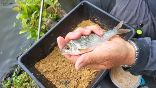 Différents poissons blancs à pêcher.