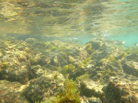 Rechercher les mulets en pêchant aux appâts.