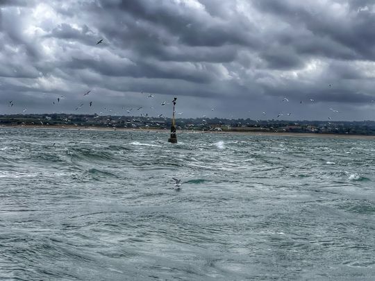 Lorsque le vent est fort, il est courant de trouver des chasses d'oiseaux, très proche du rivage. Tenez-vous prêt les bars ne sont pas loin.