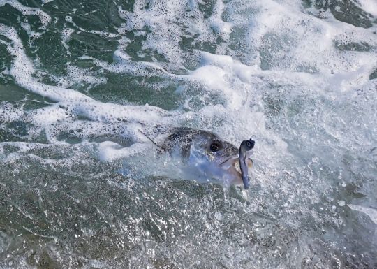 Un joli bar pris du bord de côte lors d'une session venteuse.