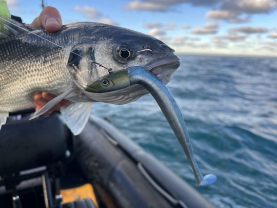 lorsque le vent est frais, il est souvent nécessaire d'aller les chercher les poissons en profondeur
