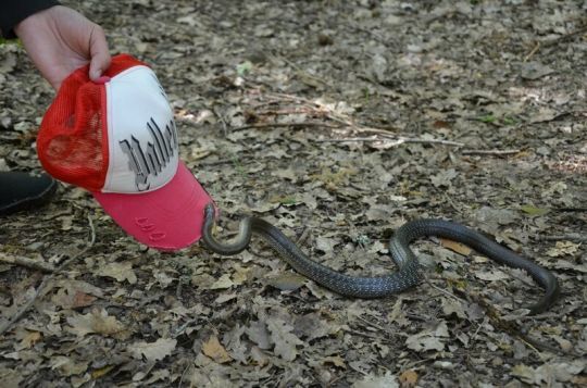Des couleuvres qui peuvent être agressives mais inoffensives.