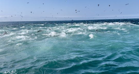 Aussi importante que puisse être la chasse, il est parfois impossible de la localiser par mer agitée. Les mouvements du bateau rendent l'utilisation de jumelles traditionnelles inefficace. C'est alors que les jumelles stabilisées révèlent toute leur puissance !