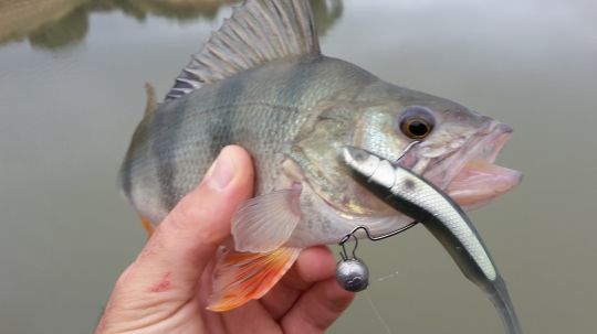 Une belle perche leurrée au shad monté en cheburashka