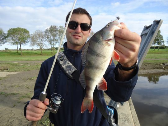Une perche de la Maine à Angers