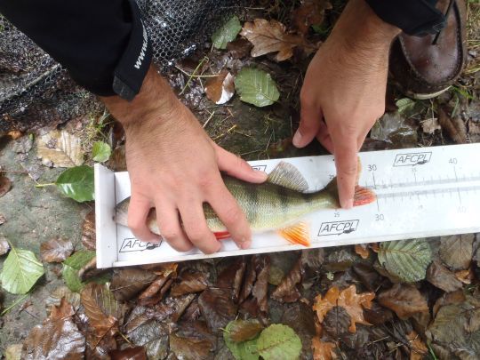 Une perche leurrée au micro jig en compétition