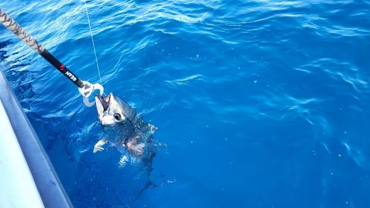 Certaines espèces en priorité.