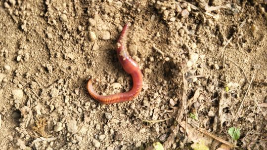 Le ver de terre, un appât efficace et populaire.
