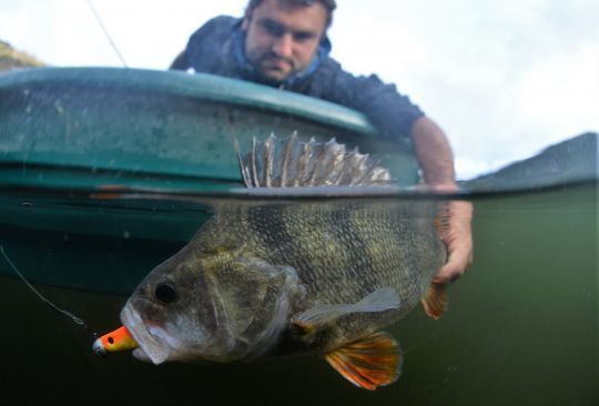 Grosse perche leurrée en cherchant le brochet