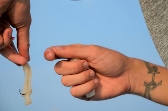 Lamelle de calamar pour rechercher les merlus.