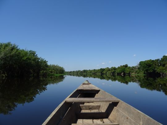 A la sortie de la saison des pluies, les rivières des plaines d'Amazonie débordent dans la jungle avoisinante.