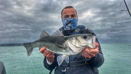 Même si cela ne constitue pas une vérité en soi, les animations rapides laissent moins de temps au poisson pour analyser le leurre. Les gros poissons sont souvent bien plus méfiants, et cela peut permettre de déclencher leur attaque.