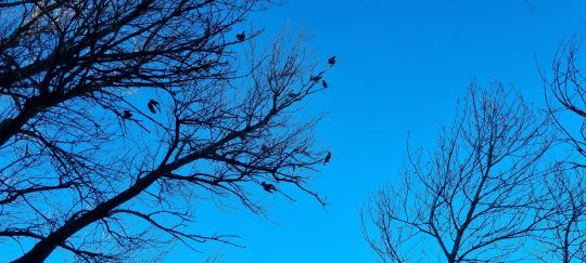 La proximité des dortoirs augmente considérablement l'impact.