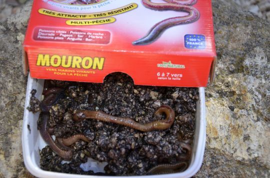 Différents appâts à utiliser dont les vers marins.