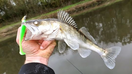 Un leurre qui fonctionne aussi très bien sur le sandre.