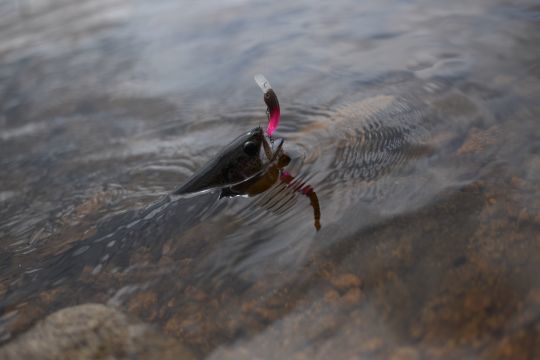 Le rose est une valeur sûre