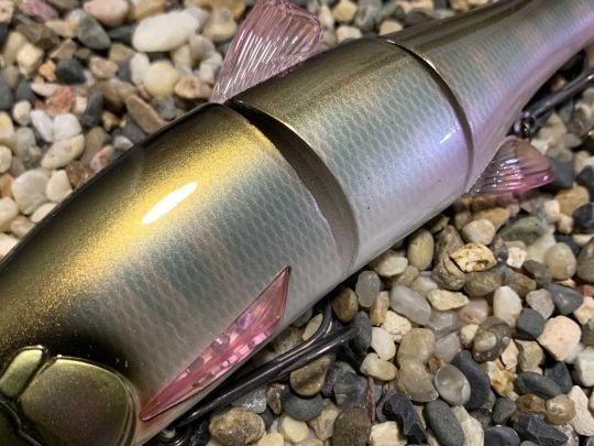 Les nageoires sont durables mais cassantes.